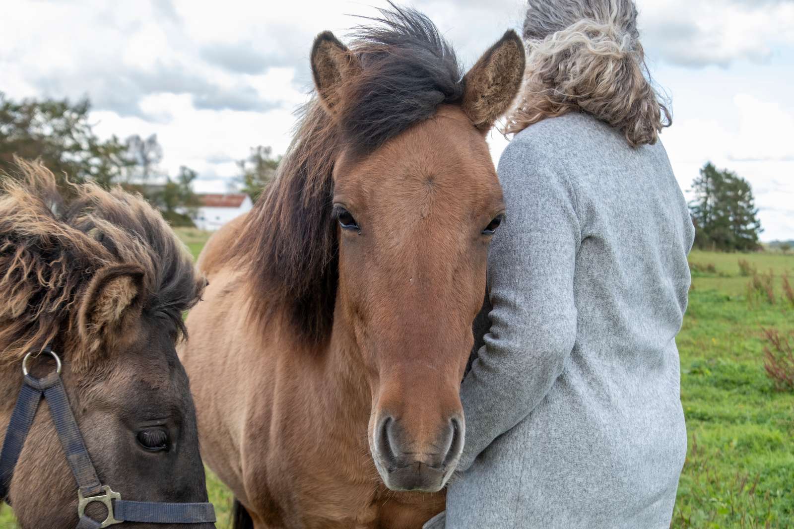 Den fyrede sygeplejerske bruger blandt andet tid sammen med sine islandske heste - det giver ro i sjælen.