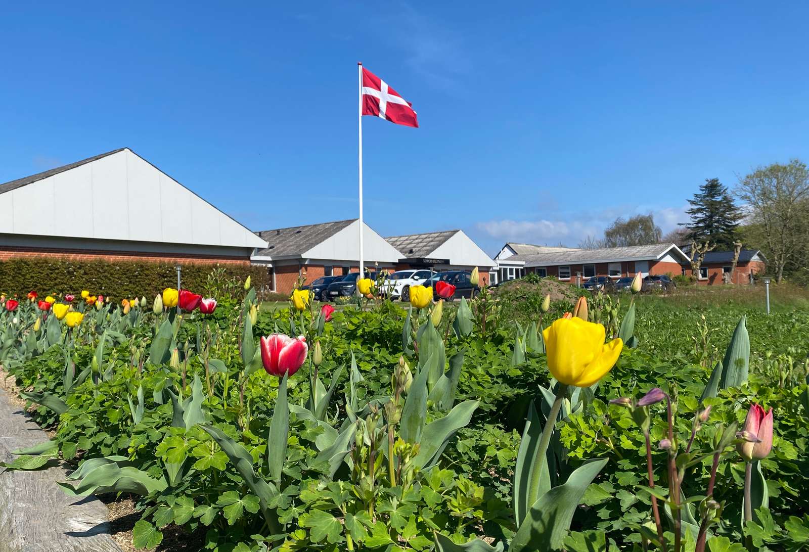 Nørre Nissum seniorhøjskole med flag og tulipaner