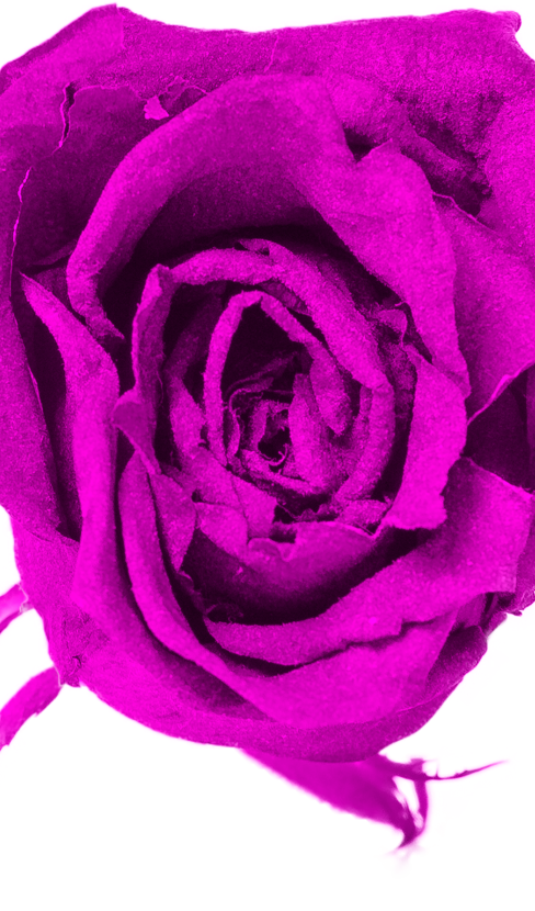 spl_1_2018_sorg-rose_ny