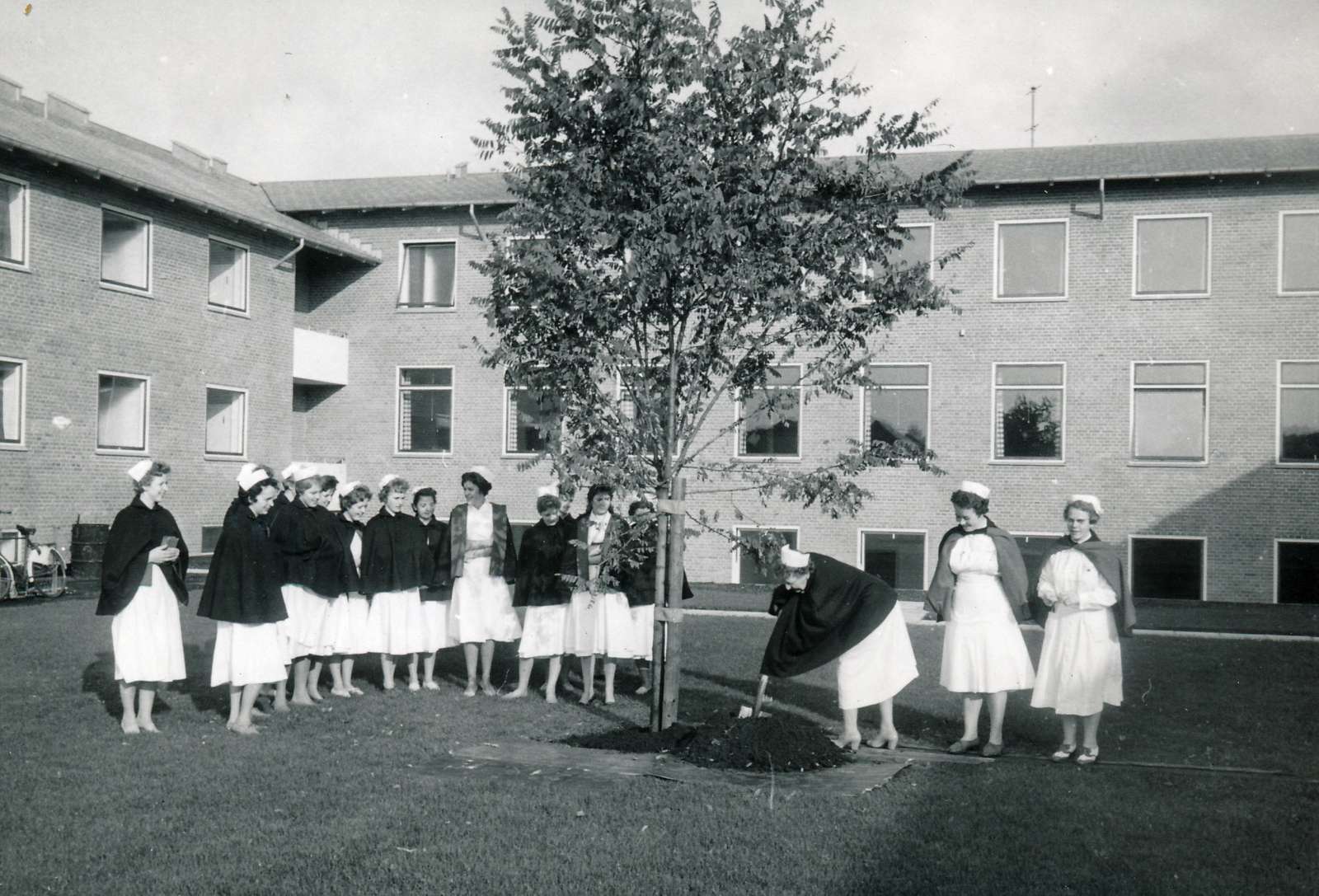 Sygeplejeeleverne planter et træ.