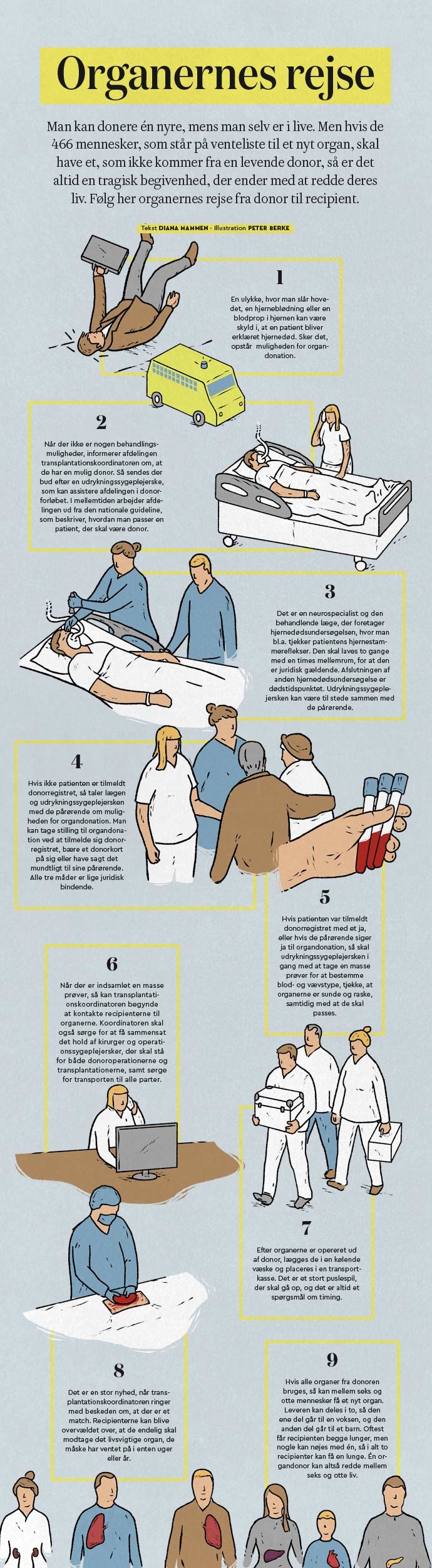 organdonation-infografik